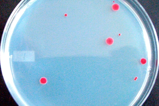 Biocidas Oxidantes - Dióxido de Cloro