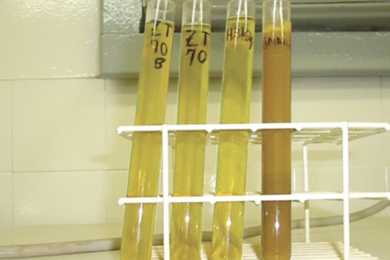 Clarificantes para Caldo e Xarope: Importância, rotas e como escolher