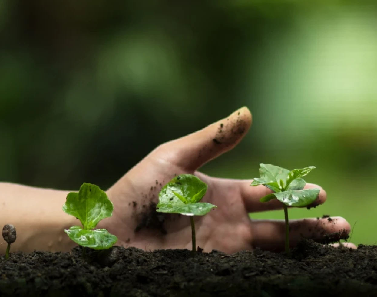 Mercado de bioinsumos cresce 15% no Brasil e consolida liderança em agricultura sustent...